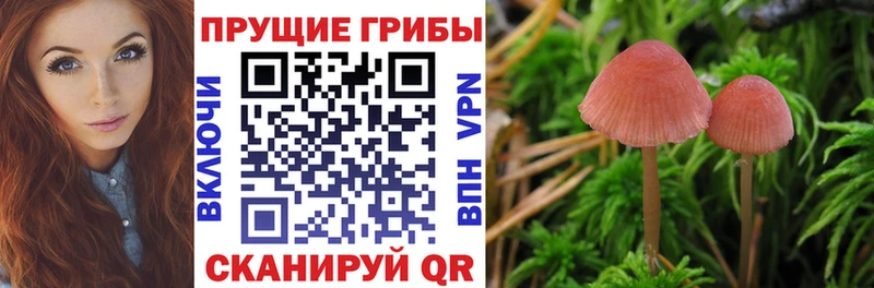 omg ссылки  Мегион  Псилоцибиновые грибы прущие грибы 